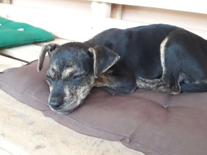 Cachorro ra a SRD idade Abaixo de 2 meses nome Nino