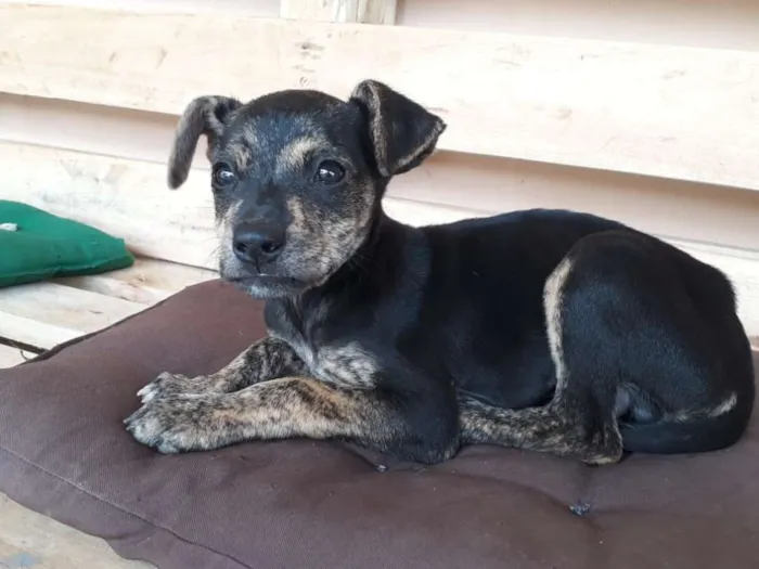 Cachorro ra a SRD idade Abaixo de 2 meses nome Nino