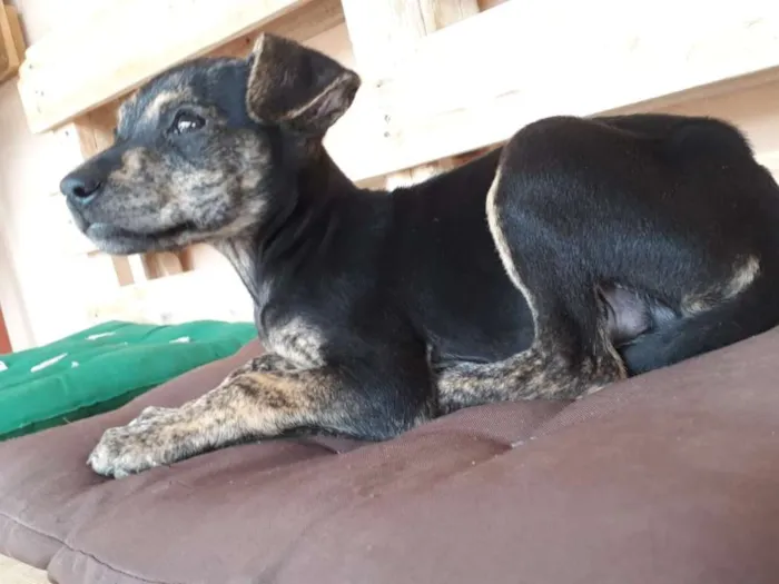 Cachorro ra a SRD idade Abaixo de 2 meses nome Nino