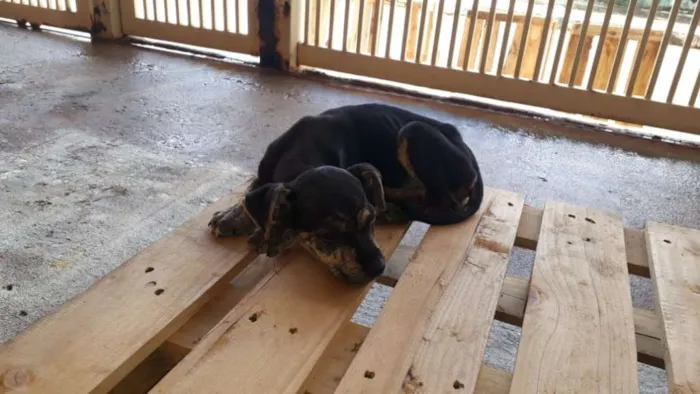 Cachorro ra a SRD idade Abaixo de 2 meses nome Nino