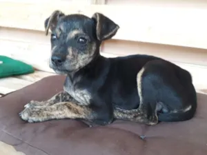 Cachorro raça SRD idade Abaixo de 2 meses nome Nino