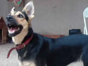 Cachorro raça Pastora alemã mestiça  idade 2 anos nome Baboo