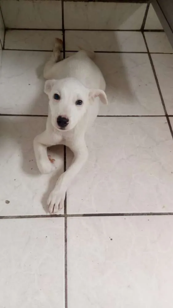 Cachorro ra a labrador com pastor alemão  idade 2 a 6 meses nome aquiles