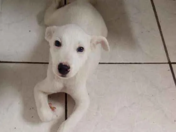 Cachorro ra a labrador com pastor alemão  idade 2 a 6 meses nome aquiles