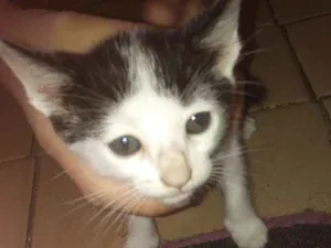 Gato raça Filhote idade 2 a 6 meses nome Nome a escolher