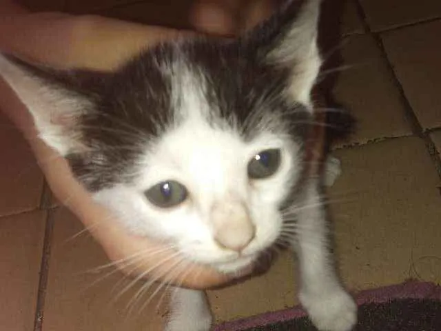 Gato ra a Filhote idade 2 a 6 meses nome Nome a escolher