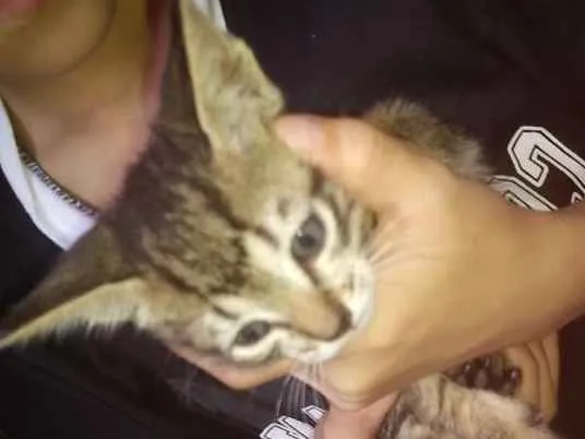 Gato ra a Filhote idade 2 a 6 meses nome Nome a escolher