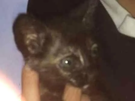 Gato ra a Filhote idade 2 a 6 meses nome Nome a escolher