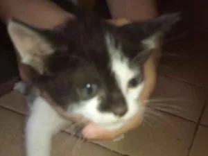 Gato raça Vira-lata idade 2 a 6 meses nome Nome a escolher