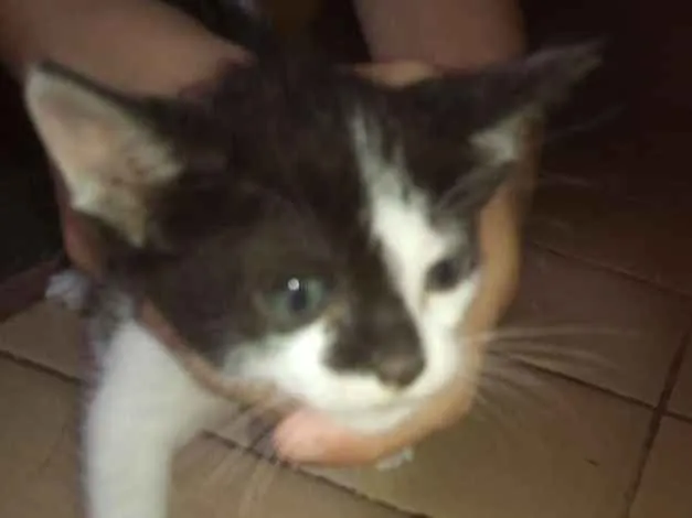 Gato ra a Vira-lata idade 2 a 6 meses nome Nome a escolher