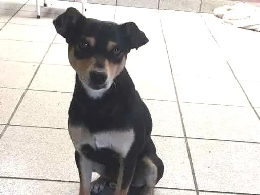 Cachorro ra a SRD idade 1 ano nome Paçoca