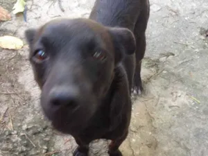 Cachorro raça Vira lata idade 2 anos nome July