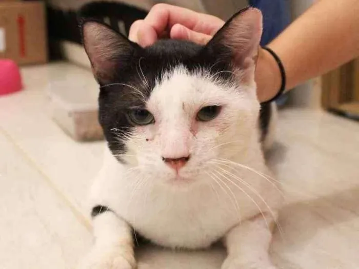 Gato ra a SRD idade 1 ano nome Champignon