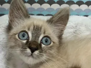 Gato raça SRD idade 2 a 6 meses nome BENJAMIN