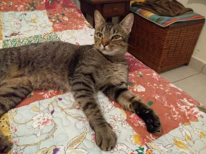 Gato ra a SRD idade 1 ano nome Nome à escolher