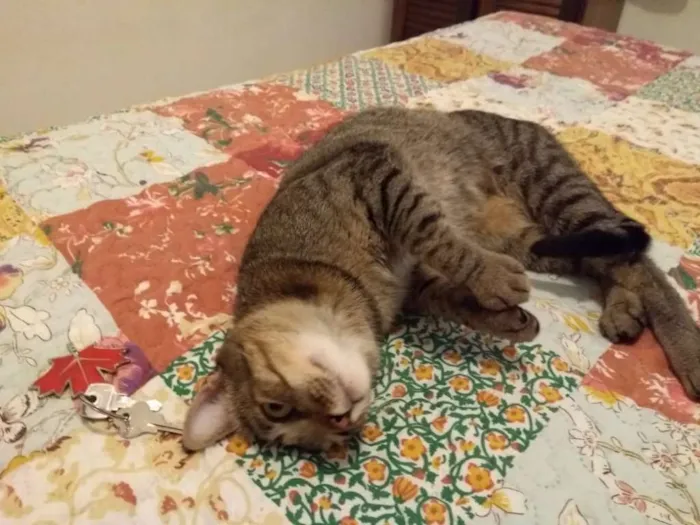 Gato ra a SRD idade 1 ano nome Nome à escolher