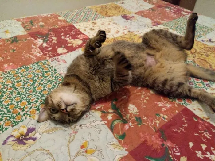 Gato ra a SRD idade 1 ano nome Nome à escolher