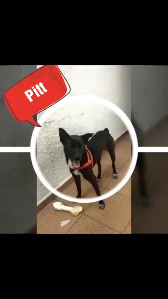 Cachorro ra a Sem raça definida idade 1 ano nome Pitt