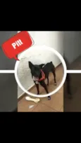 Pitt