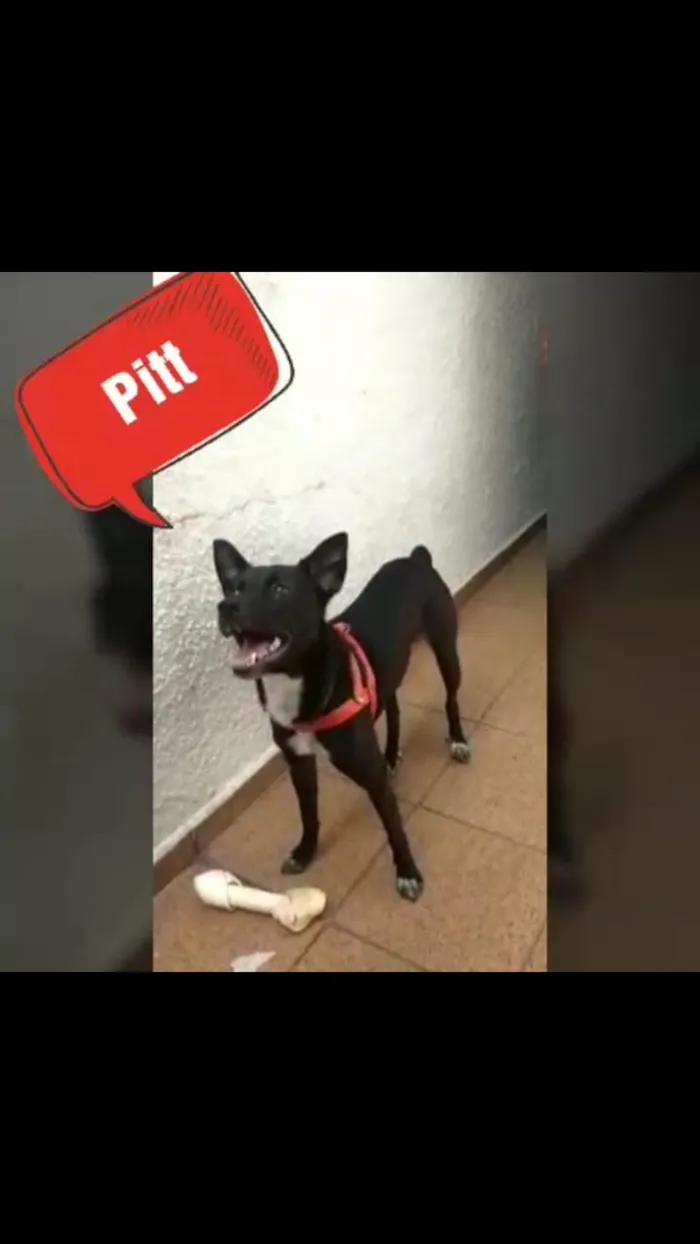 Cachorro ra a Sem raça definida idade 1 ano nome Pitt