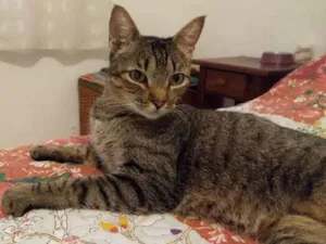 Gato raça SRD idade 1 ano nome Nome à escolher