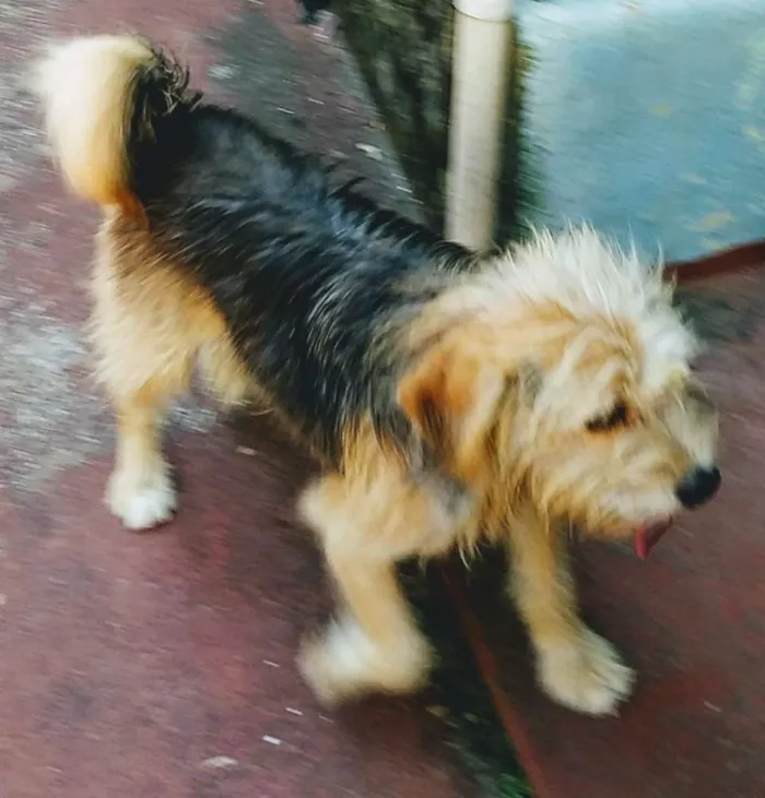 Cachorro ra a Srd idade 2 anos nome Pitoco