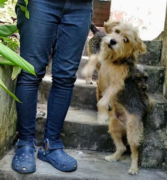 Cachorro ra a Srd idade 2 anos nome Pitoco
