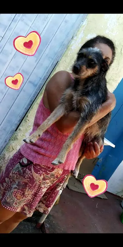 Cachorro ra a Srd idade 2 anos nome Lili