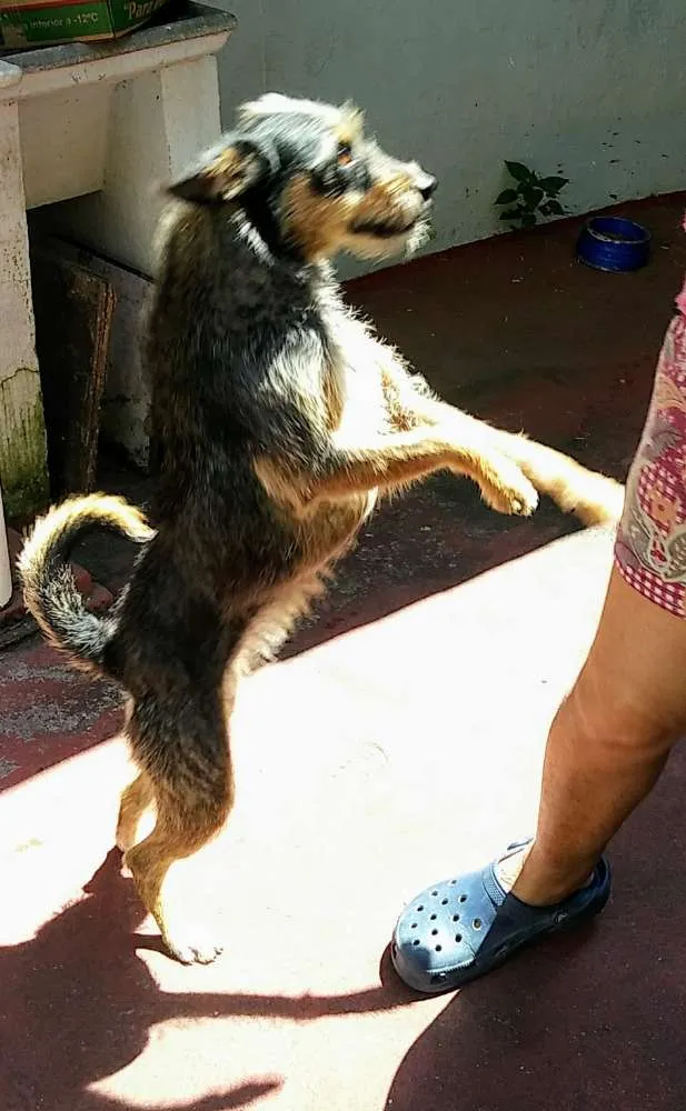 Cachorro ra a Srd idade 2 anos nome Lili