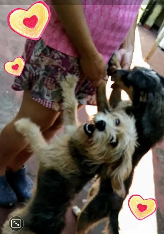 Cachorro ra a Srd idade 2 anos nome Pitoco