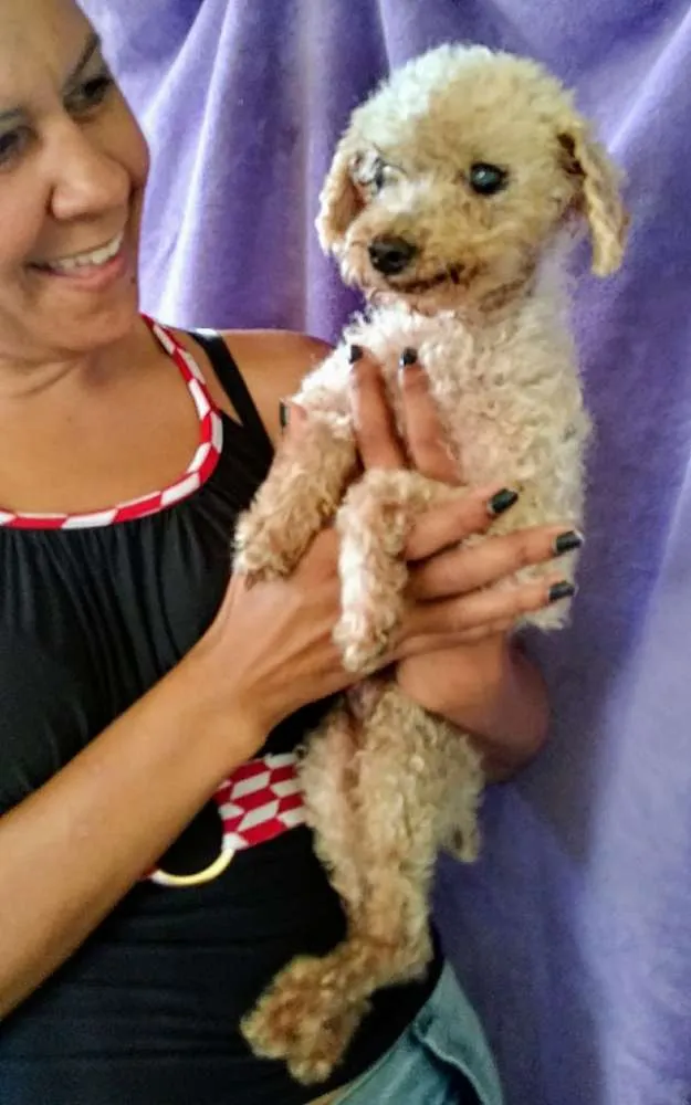 Cachorro ra a Poodle idade 6 ou mais anos nome Nino