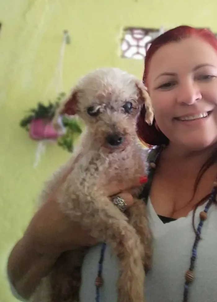 Cachorro ra a Poodle idade 6 ou mais anos nome Nino