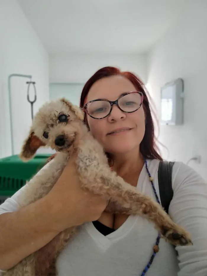 Cachorro ra a Poodle idade 6 ou mais anos nome Nino