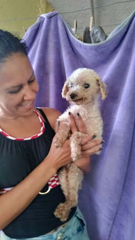 Cachorro ra a Poodle idade 6 ou mais anos nome Nino