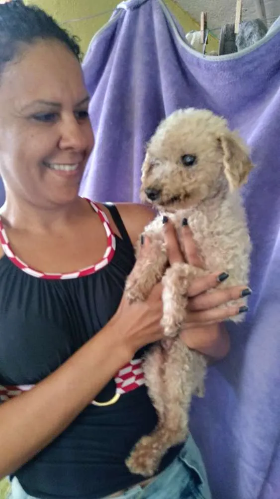 Cachorro ra a Poodle idade 6 ou mais anos nome Nino