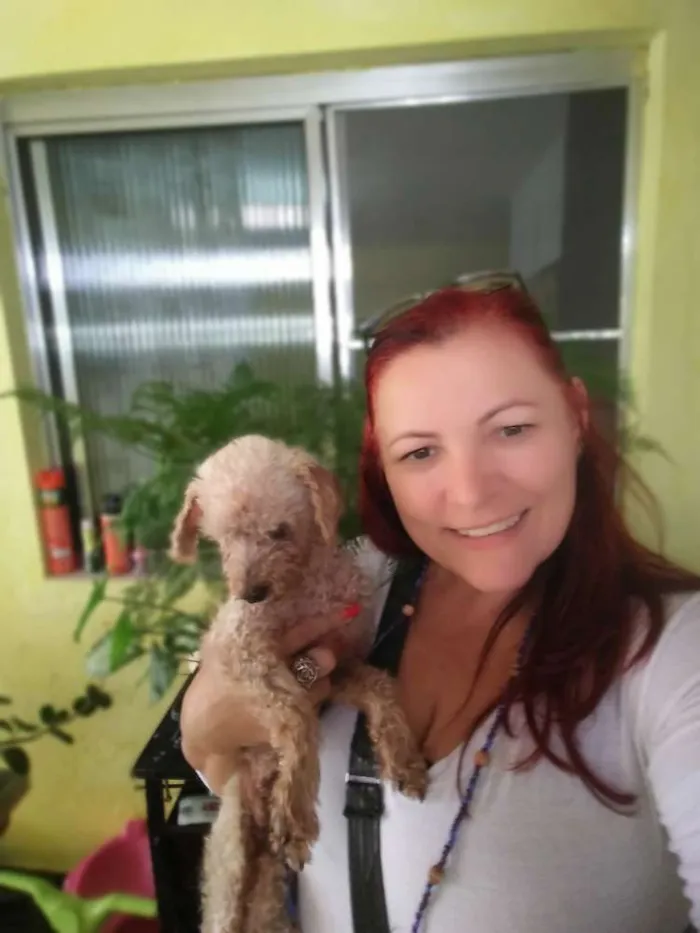Cachorro ra a Poodle idade 6 ou mais anos nome Nino