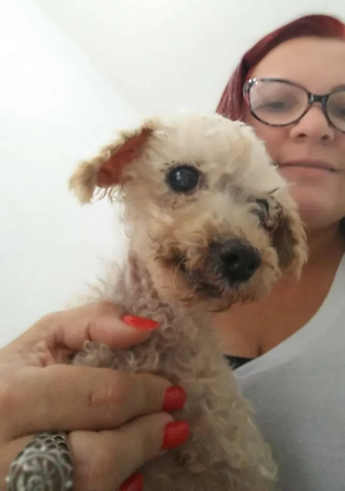 Cachorro ra a Poodle idade 6 ou mais anos nome Nino