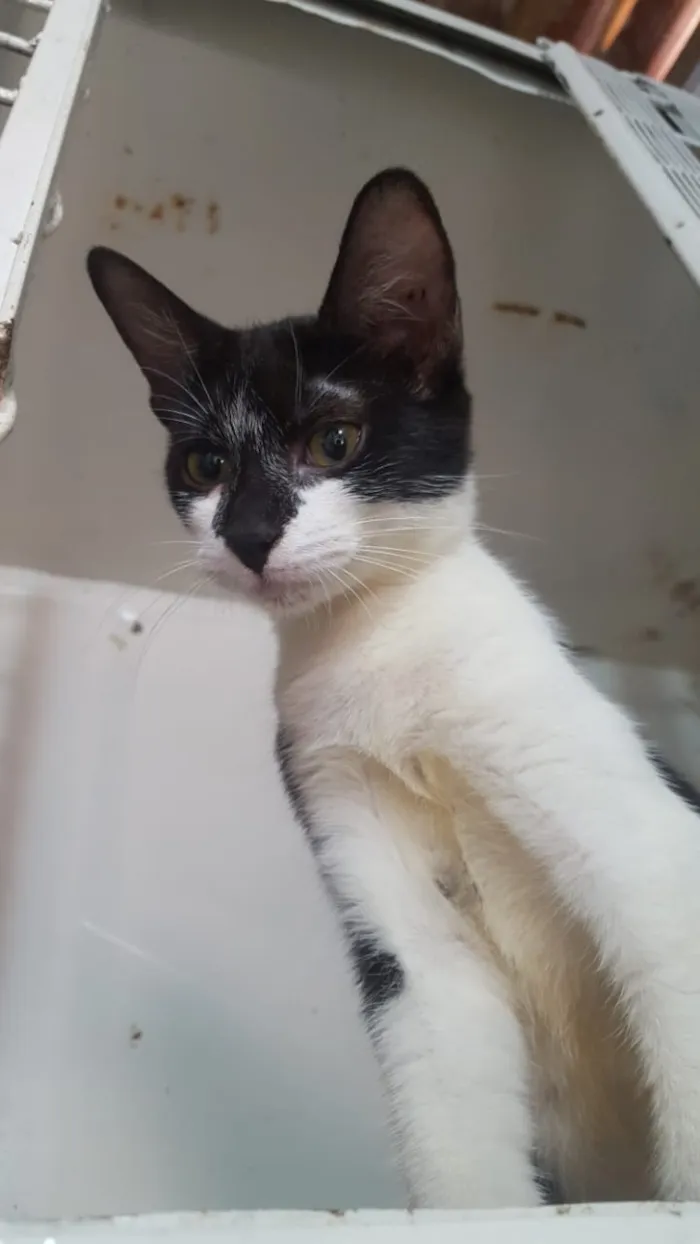 Gato raça Srd idade 2 a 6 meses nome Luma