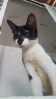 Luma