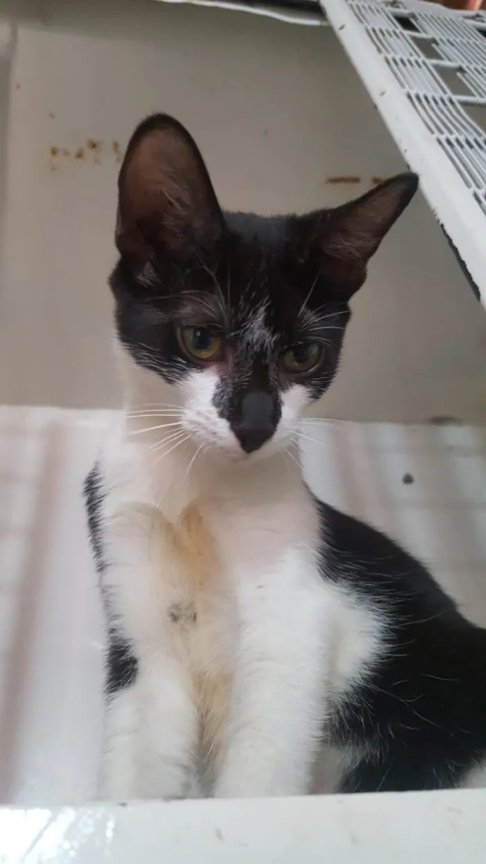 Gato raça Srd idade 2 a 6 meses nome Luma