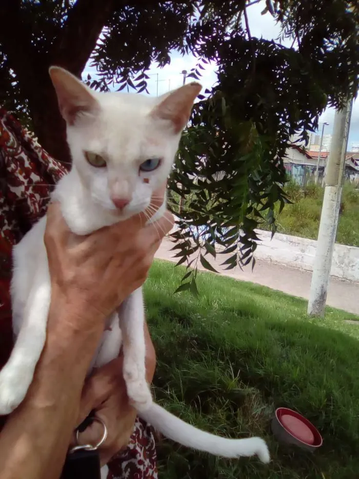 Gato raça Srd idade 7 a 11 meses nome Princesa