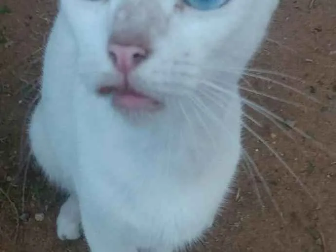 Gato raça Srd idade 7 a 11 meses nome Princesa
