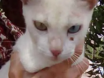 Gato raça Srd idade 7 a 11 meses nome Princesa
