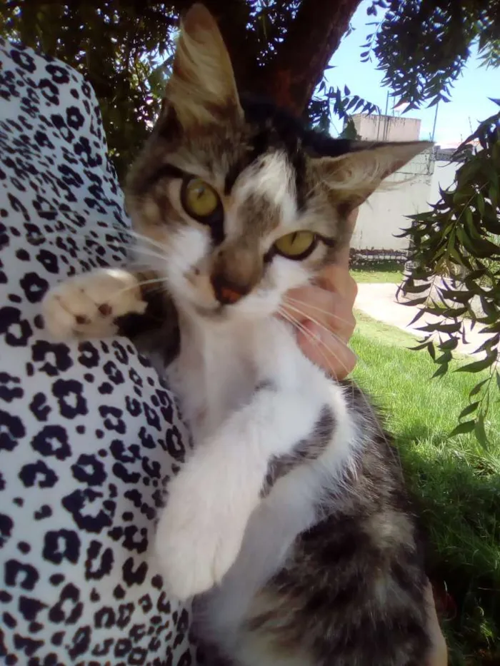 Gato raça Srd idade 7 a 11 meses nome Loren