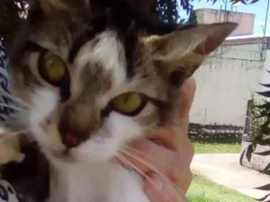 Gato raça Srd idade 7 a 11 meses nome Loren
