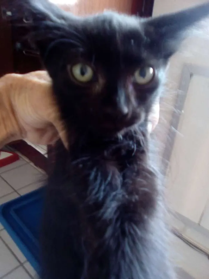 Gato raça Srd idade Abaixo de 2 meses nome Lincoln