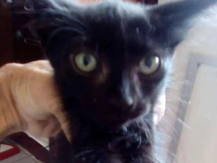 Gato raça Srd idade Abaixo de 2 meses nome Lincoln