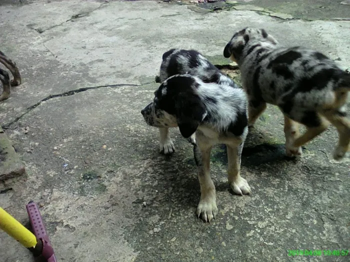 Cachorro raça  idade 2 a 6 meses nome Sem nome