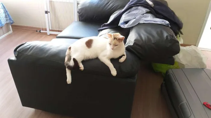 Gato ra a Sem raça definida idade 4 anos nome Lúcia 