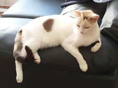 Gato ra a Sem raça definida idade 4 anos nome Lúcia 